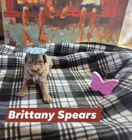 Brittany Spears, a female Aussiedoodle for sale in Lyman, SC – Photo 1 of 4