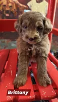 Brittany Spears, a female Aussiedoodle for sale in Lyman, SC – Photo 1 of 5