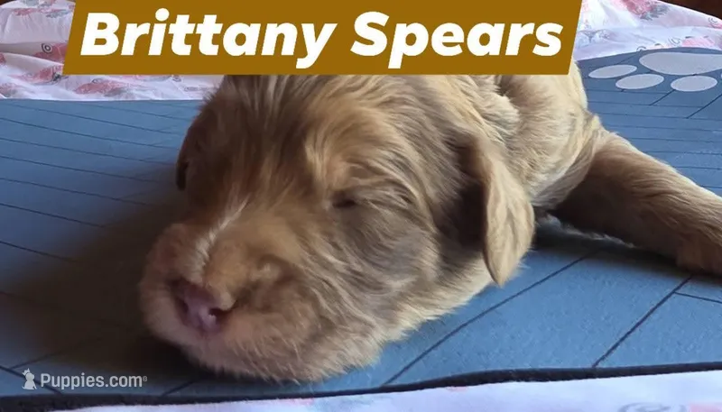 Brittany Spears – Aussiedoodle puppy for sale in Lyman, SC