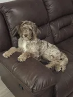 Puppies coming!, a  Aussiedoodle for sale in Lyman, SC – Photo 3 of 8