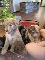 Puppies coming!, a  Aussiedoodle for sale in Lyman, SC – Photo 8 of 8