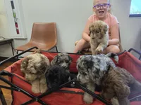Puppies coming!, a  Aussiedoodle for sale in Lyman, SC – Photo 6 of 8