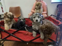 Puppies coming!, a  Aussiedoodle for sale in Lyman, SC – Photo 7 of 8