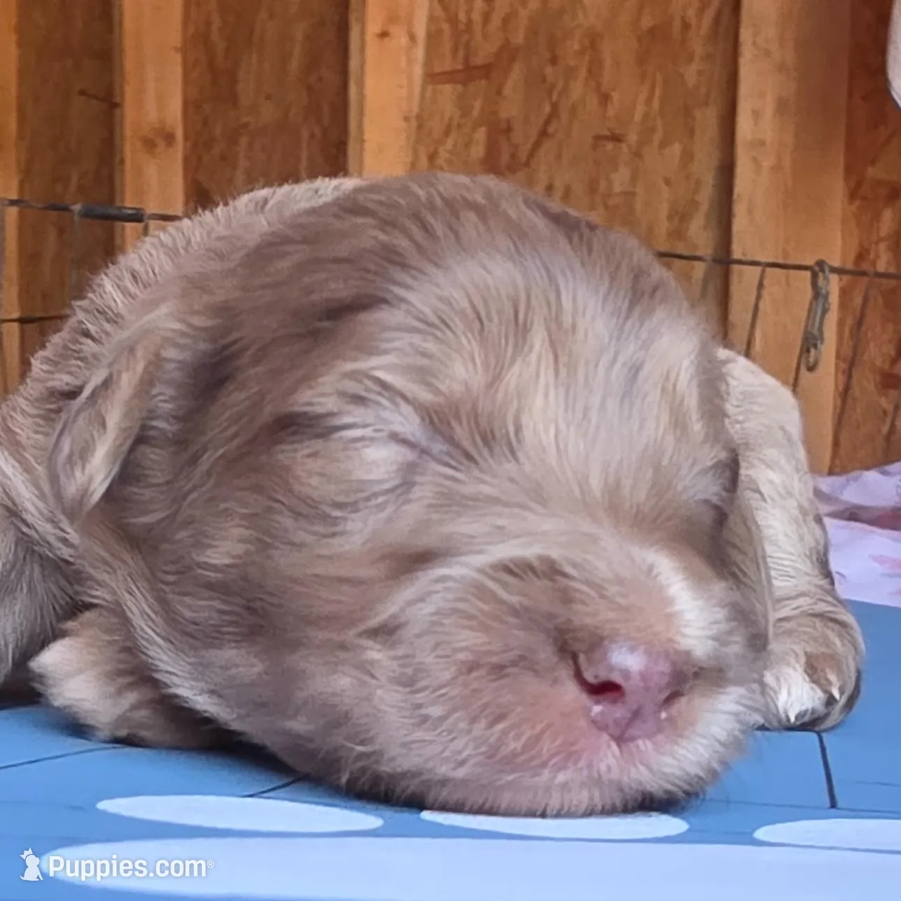 Brittany Spears, a female Aussiedoodle for sale in Lyman, SC – Photo 2 of 3