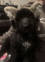 Puppies coming!, a  Aussiedoodle for sale in Lyman, SC – Photo 5 of 8