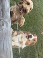 Puppies coming!, a  Aussiedoodle for sale in Lyman, SC – Photo 2 of 8