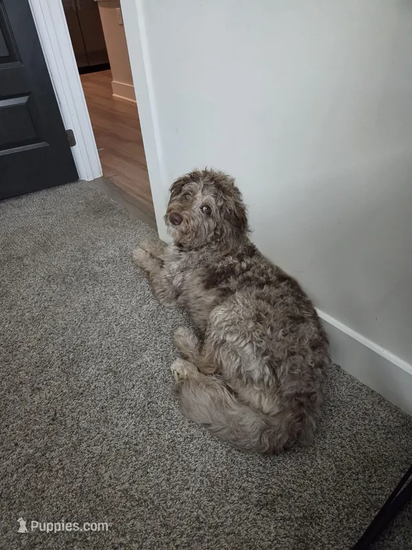Hazel, a female Aussiedoodle for sale in Lyman, SC – Photo 1 of 2