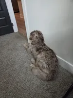 Hazel, a female Aussiedoodle for sale in Lyman, SC – Photo 1 of 2
