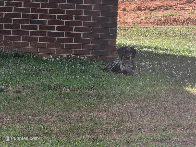 Meteor  – Double Doodle puppy for sale in Lyman, SC