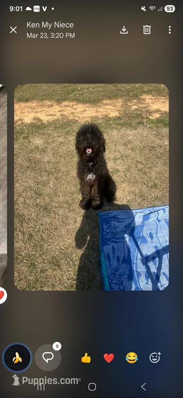 Onyx  – Aussiedoodle puppy for sale in Lyman, SC