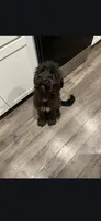 Onyx , a female Aussiedoodle for sale in Lyman, SC – 2 of 2