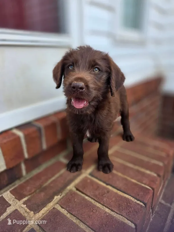 Brownie  – Double Doodle puppy for sale in Lyman, SC