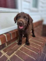 Brownie , a male Double Doodle for sale in Lyman, SC – Photo 1 of 3
