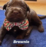 Brownie , a male Double Doodle for sale in Lyman, SC – Photo 2 of 3