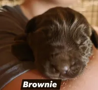 Brownie , a male Double Doodle for sale in Lyman, SC – Photo 3 of 3