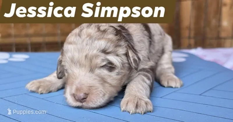 Jessica Simpson  – Aussiedoodle puppy for sale in Lyman, SC