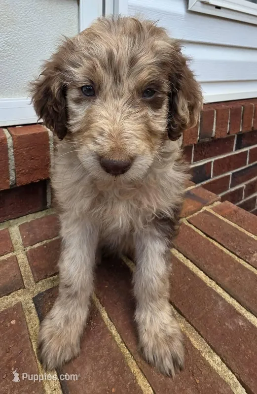Jessica Simpson  – Aussiedoodle puppy for sale in Lyman, SC