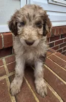 Jessica Simpson , a female Aussiedoodle for sale in Lyman, SC – Photo 1 of 4