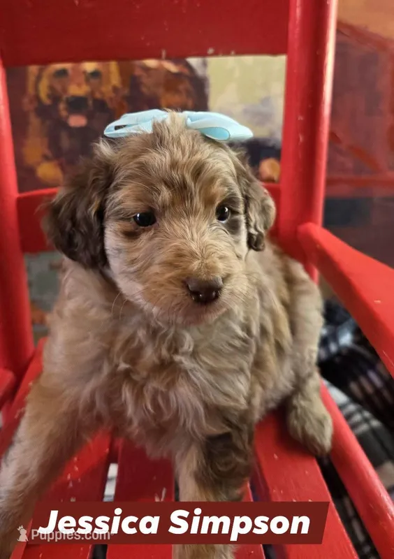 Jessica Simpson  – Aussiedoodle puppy for sale in Lyman, SC