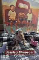 Jessica Simpson , a female Aussiedoodle for sale in Lyman, SC – Photo 1 of 2