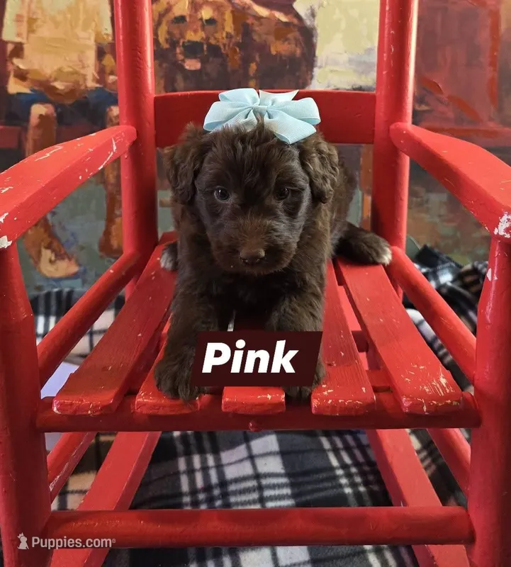 Pink – Aussiedoodle puppy for sale in Lyman, SC