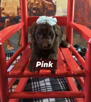 Pink, a female Aussiedoodle for sale in Lyman, SC – 2 of 4