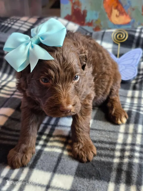 Pink – Aussiedoodle puppy for sale in Lyman, SC