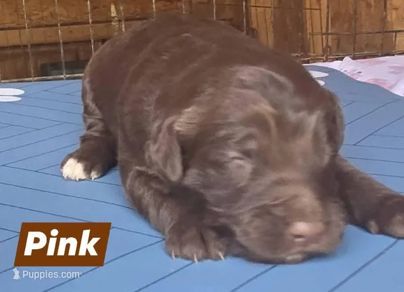 Pink – Aussiedoodle puppy for sale in Lyman, SC