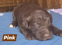 Pink, a female Aussiedoodle for sale in Lyman, SC – Photo 2 of 2