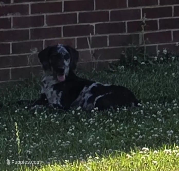 Meteor  – Double Doodle puppy for sale in Lyman, SC