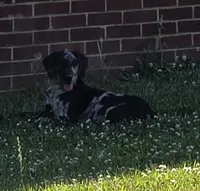 Meteor , a female Double Doodle for sale in Lyman, SC – 1 of 2