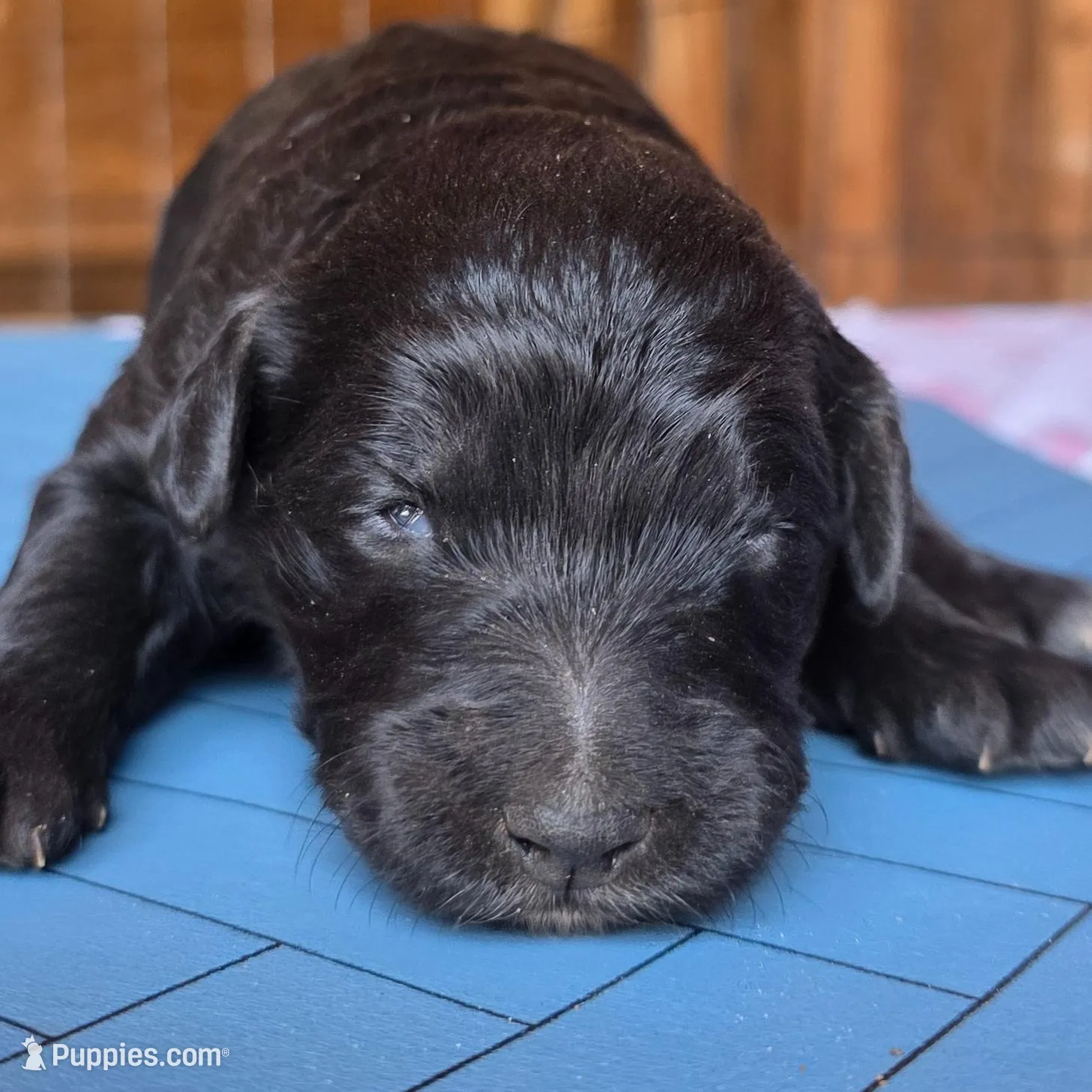 Avril lavigne, a female Aussiedoodle for sale in Lyman, SC – Photo 2 of 2