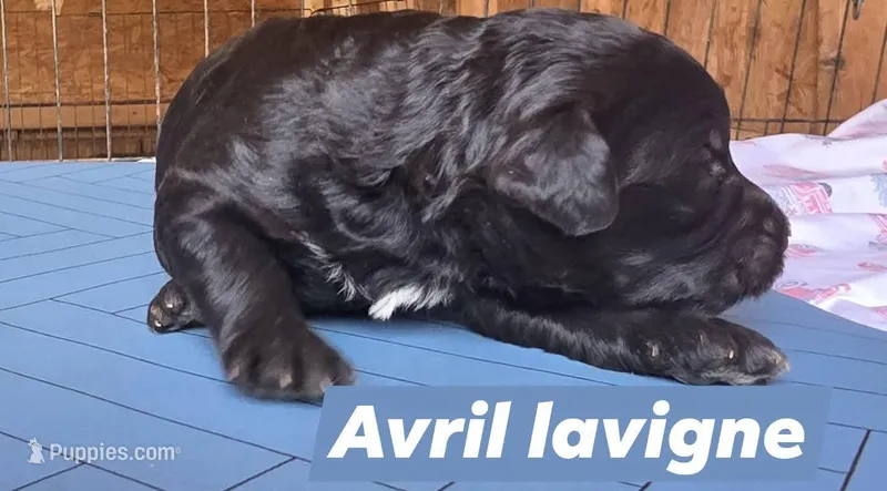 Avril lavigne – Aussiedoodle puppy for sale in Lyman, SC