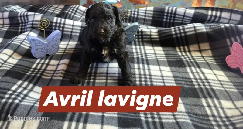 Avril lavigne – Aussiedoodle puppy for sale in Lyman, SC