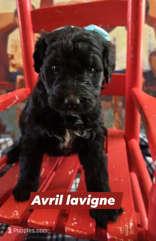 Avril lavigne – Aussiedoodle puppy for sale in Lyman, SC