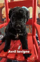 Avril lavigne, a female Aussiedoodle for sale in Lyman, SC – Photo 1 of 4