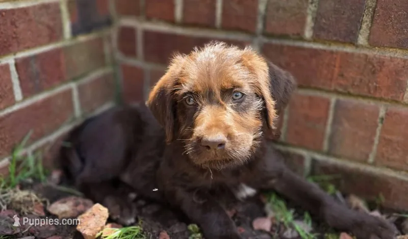 Sky – Double Doodle puppy for sale in Lyman, SC