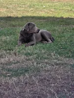 processed/f361f847-e65b-4fb7-9877-9654ec008547/listing/97b3a665-263c-45f5-b95a-61a5f1dbd7ca/6ae37f64-6fad-4f3e-9288-802e347bd100