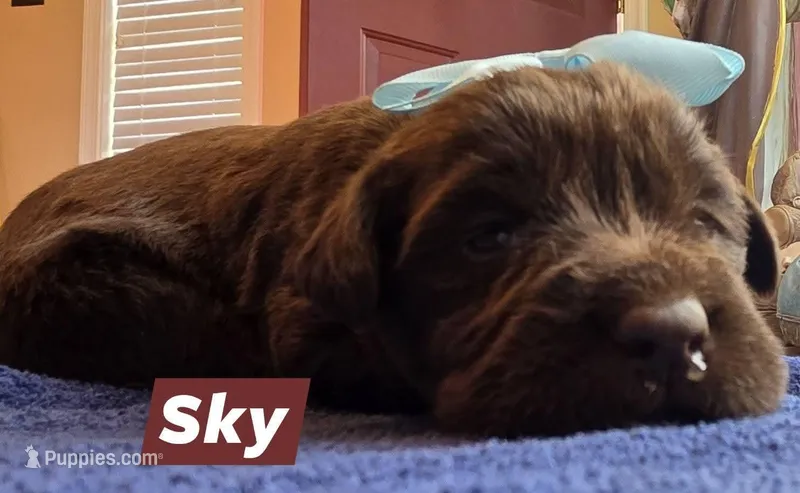 Sky – Double Doodle puppy for sale in Lyman, SC