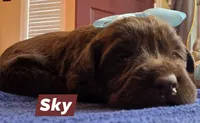Sky, a female Double Doodle for sale in Lyman, SC – Photo 1 of 2