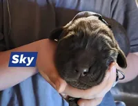 Sky, a female Double Doodle for sale in Lyman, SC – Photo 2 of 2