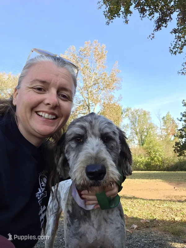 Vera grace  – Double Doodle puppy for sale in Lyman, SC
