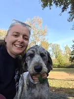 Vera grace , a female Double Doodle for sale in Lyman, SC – Photo 1 of 2