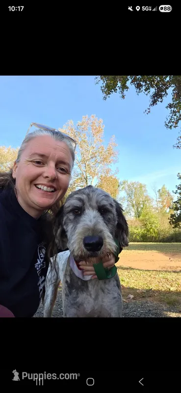 Vera grace  – Double Doodle puppy for sale in Lyman, SC