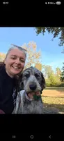 Vera grace , a female Double Doodle for sale in Lyman, SC – 1 of 3