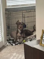 Yogi , a male Labradoodle for sale in Lyman, SC – 7 of 8