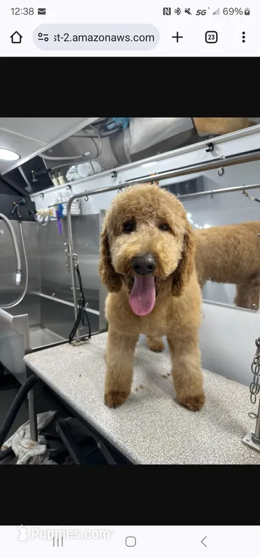 Scarlett  – Poodle - Standard  puppy for sale in Lyman, SC