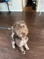 Yogi , a male Labradoodle for sale in Lyman, SC – 4 of 8