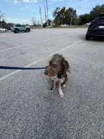 Yogi , a male Labradoodle for sale in Lyman, SC – 8 of 8