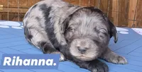 Rihanna , a female Aussiedoodle for sale in Lyman, SC – Photo 2 of 2